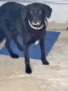Adoptie hond Cassie