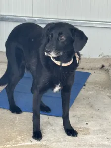 Adoptie hond Cassie