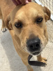 Adoptionsprofil für Petros