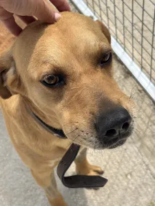 Adopt Petros