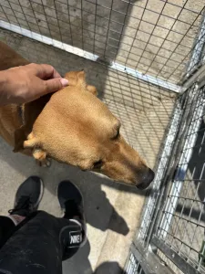 Adopt Petros