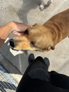 Adopt Petros