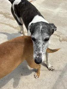 Adoptie hond Lucky