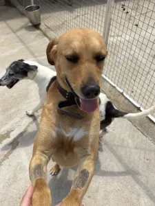 Adopt Petros