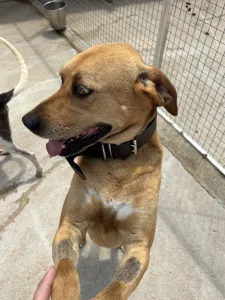 Adopt Petros