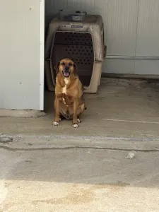 Hund Kapios adoptieren