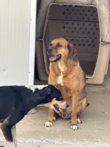 Hund Kapios adoptieren