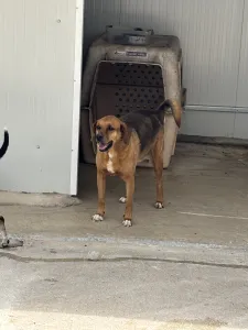 Hund Kapios adoptieren