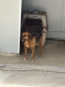 Hund Kapios adoptieren