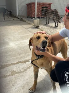 Adopt Petros