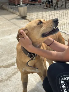 Adopt Petros