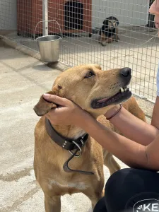 Adopt Petros