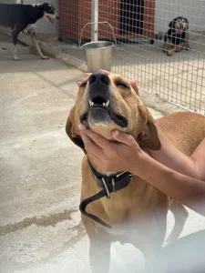 Adopt Petros