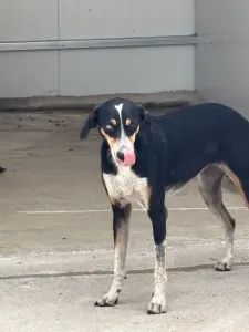 Adopt Liza