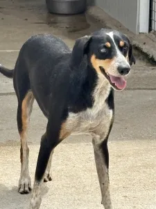 Adopt Liza