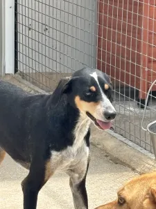 Adoptionsprofil für Liza