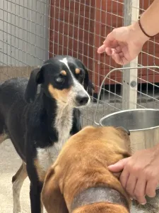 Adopt Liza