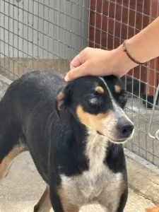 Adopt Liza
