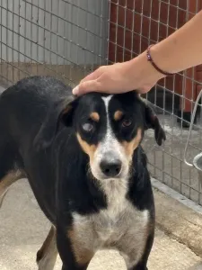 Adopt Liza