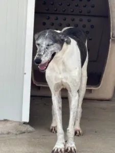 Adoptie hond Lucky