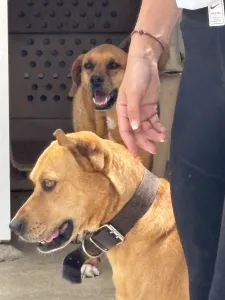 Adopt Petros