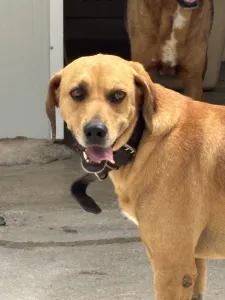 Adopt Petros