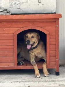 Adopt Petros