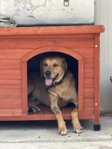 Adopt Petros