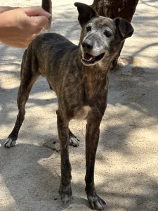 Adoptionsprofil für Aspe