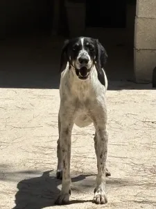 Adopt Li