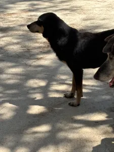 Adopt Oscar