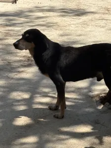 Adopt Oscar