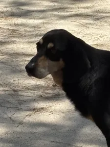 Adopt Oscar