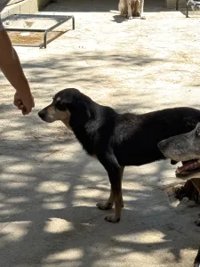 Adopt Oscar