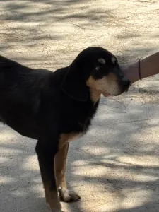 Adopt Oscar
