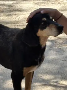 Adopt Oscar