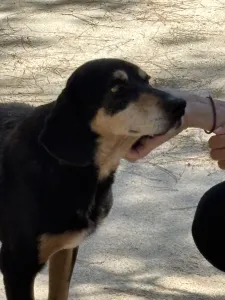 Adopt Oscar