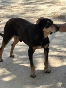 Adopt Oscar