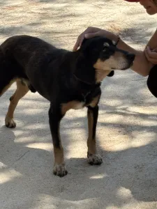 Adopt Oscar