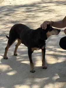 Adopt Oscar