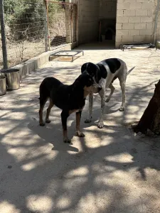 Adopt Oscar
