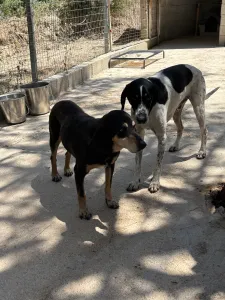 Adopt Oscar