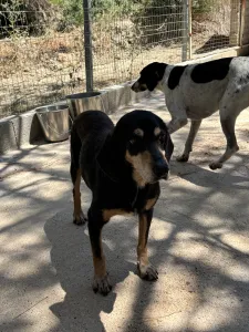 Adopt Oscar