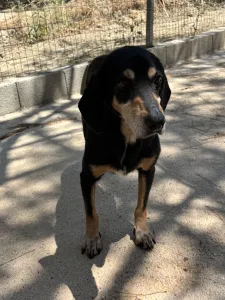 Adopt Oscar