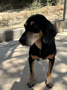 Adopt Oscar