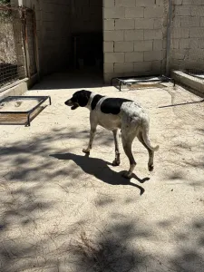 Adopt Li