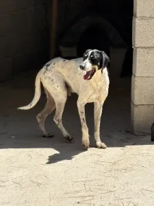 Adopt Li