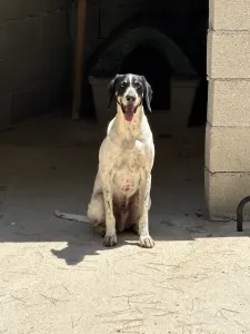 Adopt Li