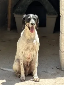 Adopt Li