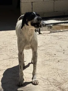 Adopt Li